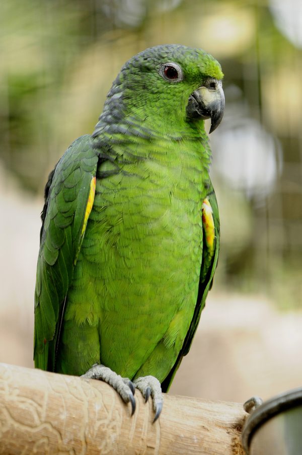 Scaly Naped Amazon 2