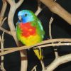 Scarlet-Chested Parrot