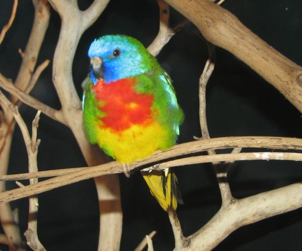 Scarlet-Chested Parrot