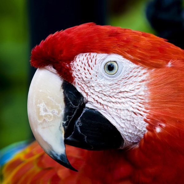 Scarlet Macaw