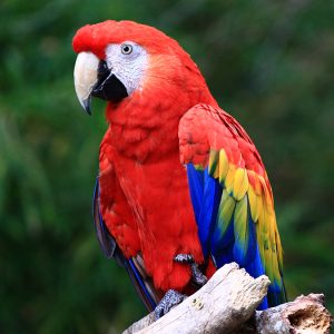 Scarlet Macaw