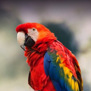 Scarlet Macaw 3