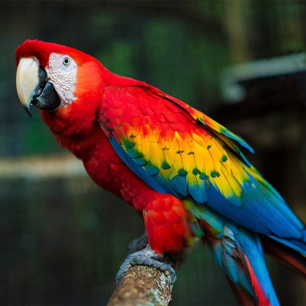 Scarlet Macaw 4