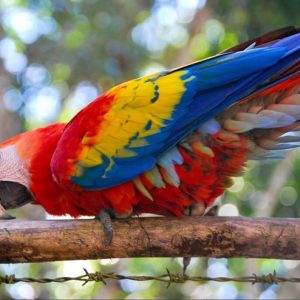 Scarlet Macaw 5