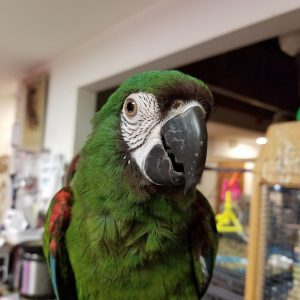 Severe Macaw 3