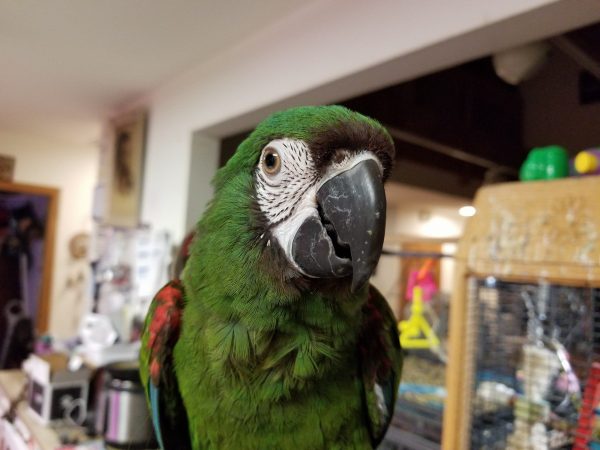 Severe Macaw 3