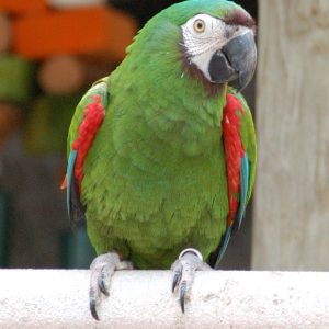 Severe Macaw