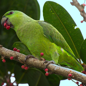 Short-tailed Parrot