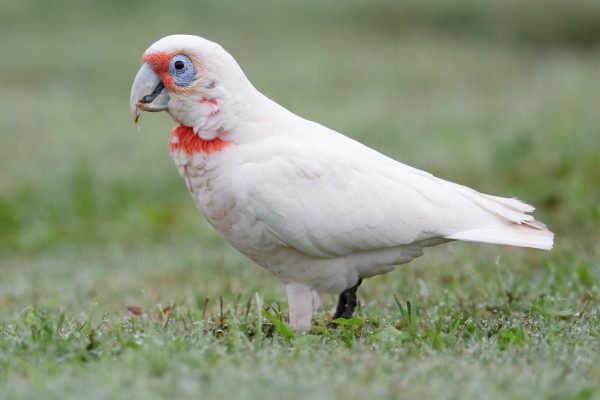 Slender Billed Cockatoo