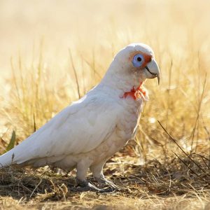 Slender Billed Cockatoo