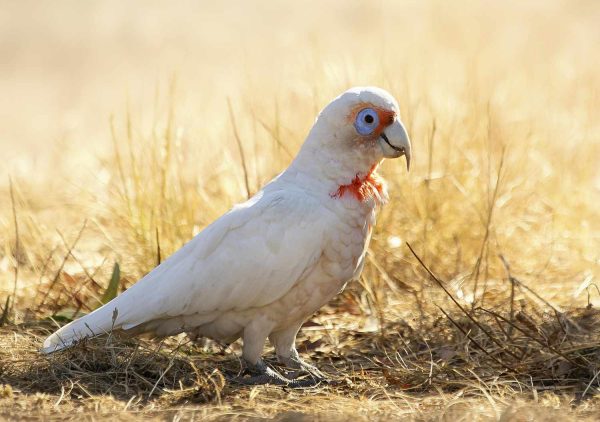 Slender Billed Cockatoo