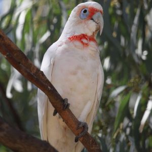 Slender Billed Cockatoo 5