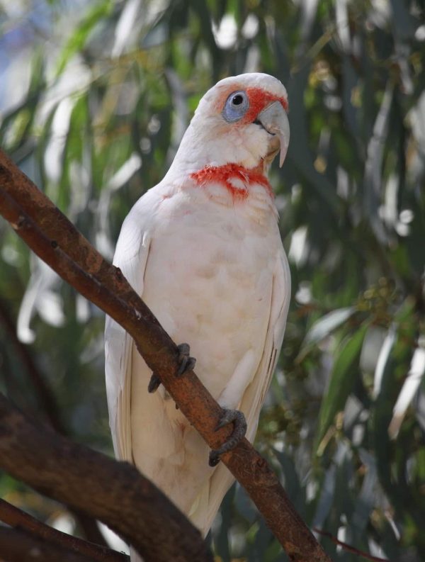 Slender Billed Cockatoo 5