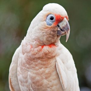 Slender Billed Cockatoo 6