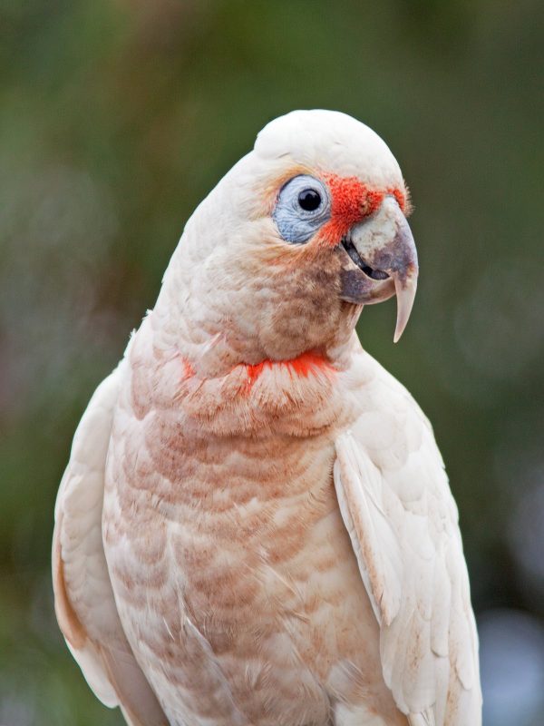 Slender Billed Cockatoo 6