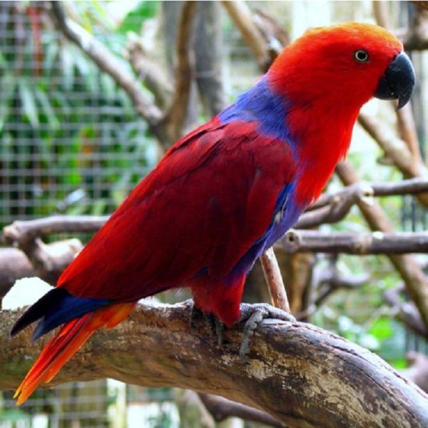 Solomon Island Eclectus 1