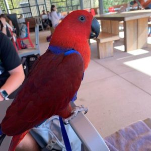 Solomon Island Eclectus