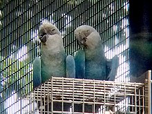 Spixs Macaw