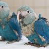 Spixs Macaw