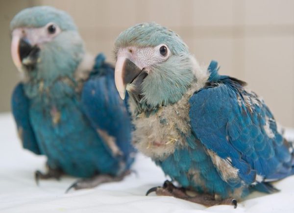 Spixs Macaw