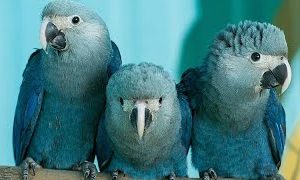 Spixs Macaw 3