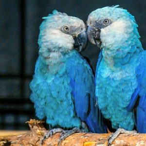 Spixs Macaw 4