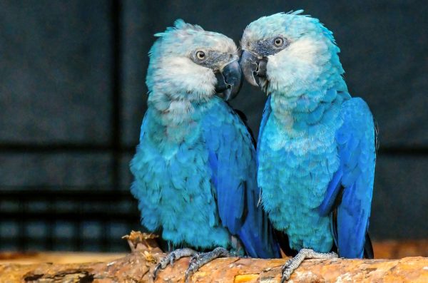 Spixs Macaw 4