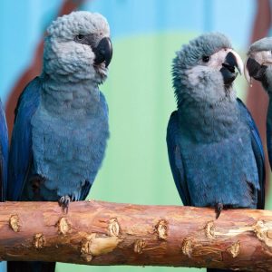 Spixs Macaw 5