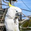 Sulphur crested cockatoo