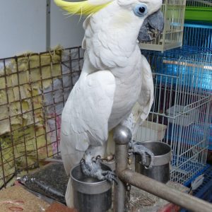 Sulphur crested cockatoo