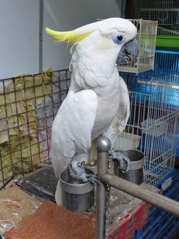 Sulphur crested cockatoo