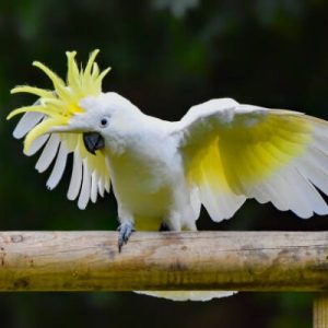 Sulphur crested cockatoo 3 1