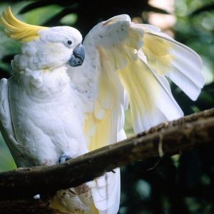 Sulphur crested cockatoo 5