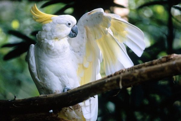 Sulphur crested cockatoo 5