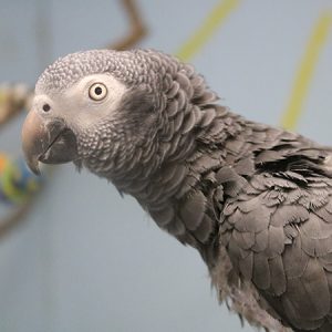 Timneh African Grey Parrot