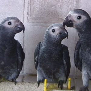 Timneh African Grey Parrot 2