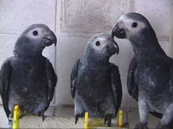 Timneh African Grey Parrot 2