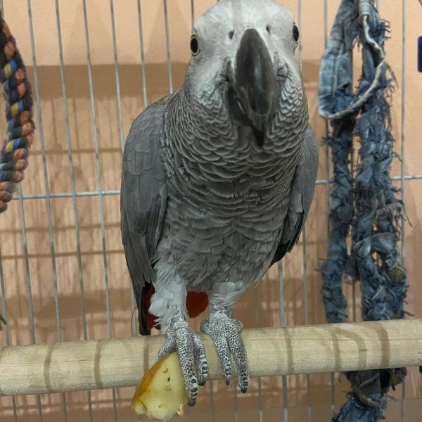 Timneh African Grey Parrot 3