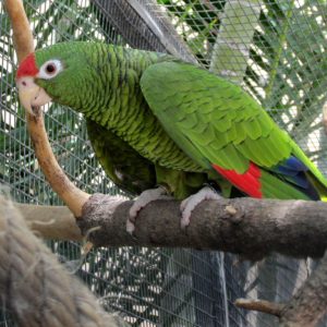 Tucumán amazon