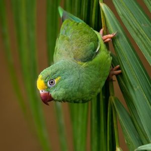 Tui Parakeet