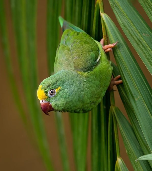 Tui Parakeet