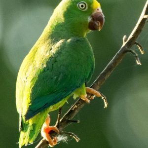 Tui Parakeet 22