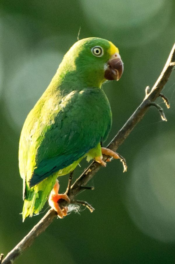 Tui Parakeet 22