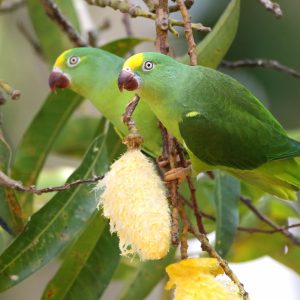 Tui Parakeet