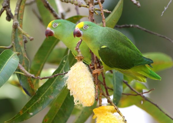 Tui Parakeet