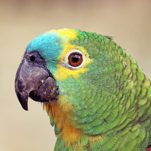 Turquoise-Fronted Amazon