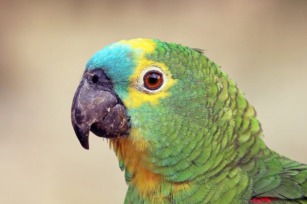 Turquoise-Fronted Amazon