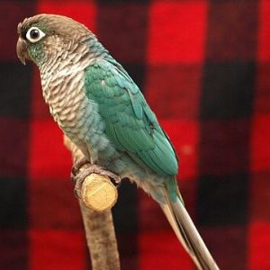 Turquoise Green Cheek Conure