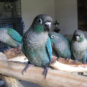 Turquoise Green Cheek Conure 2