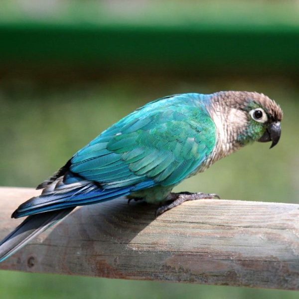 Turquoise Green Cheek Conure 3